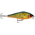 Scaled Roach